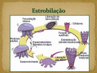 Ocorre em certas bactérias, protozoários, fungos, poríferos e celenterados.Reprodução Assexuada ou Agâmica