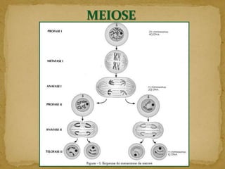 Quais são as vantagens?