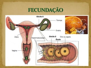 VantagensProdução relativamente rápida e mais numerosa de novos indivíduos, formando culturas mais homogêneas.