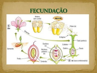 Permite a perpetuação das qualidades desejadas. DesvantagensPodem se tornar mais vulneráveis, caso haja um agente que atue desfavoravelmente sobre ela, como uma geada ou um patógeno.Reprodução Sexuada ou Gâmica- mecanismo em que normalmente dois organismos originam um novo indivíduo com troca de material genético entre células especiais de reprodução, denominadas Gametas. Destaca-se dois fenômenos que permite uma certa variabilidade entre os descendentes.MeioseFecundaçãoTipos de reprodução