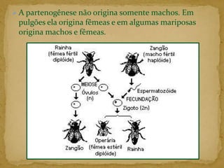 Mecanismo que permite reconstituir o número normal de cromossomos da espécie.FECUNDAÇÃO