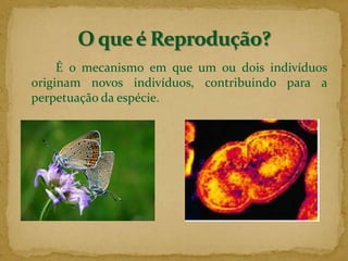 		É o mecanismo em que um ou dois indivíduos originam novos indivíduos, contribuindo para a perpetuação da espécie.O que é Reprodução?