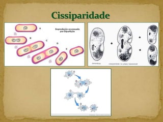 É verificada em geral em bactérias, algas unicelulares e protozoários.Reprodução Assexuada ou Agâmica.