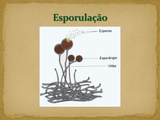 Esporulação – fissão multipla – o núcleo celular se divide sucessivamente, e cada núcleo filho, juntamente com uma parte do citoplasma, origina um esporo. Quando liberado da célula que originou, poderá formar um novo indivíduo.