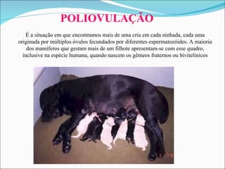 POLIOVULAÇÃO É a situação em que encontramos mais de uma cria em cada ninhada, cada uma originada por múltiplos óvulos fecundados por diferentes espermatozóides. A maioria dos mamíferos que gestam mais de um filhote apresentam-se com esse quadro, inclusive na espécie humana, quando nascem os gêmeos fraternos ou bivitelínicos 