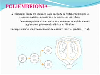POLIEMBRIONIA A  fecundação ocorre em um único óvulo que parte-se posteriormente após as clivagens iniciais originando dois ou mais novos indivíduos .  Ocorre sempre com o tatu e muito mais raramente na espécie humana, originando os gêmeos univitelínicos ou idênticos.  Estes apresentarão sempre o mesmo sexo e o mesmo material genético (DNA). 