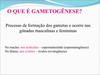 O QUE É GAMETOGÊNESE?  Processo de formação dos gametas e ocorre nas gônadas masculinas e femininas No macho:  nos testículos  – espermatozóide (espermatogênese) Na fêmea:  nos ovários  – óvulos (ovulogênese) 