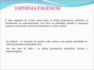 ESPERMATOGÊNESE É uma seqüência  de eventos pelos quais as células germinativas primitivas se transformam em espermatozóides, tem início na puberdade (quando o organismo começa a secretar altos níveis de testosterona) e vai até a velhice. Na  infância  -  os testículos do menino  estão  inativos  com  grande quantidade de células germinativas primordiais  (2n).   Aos  sete anos de idade  -  as células germinativas primordiais  iniciam a  espermatogênese . 