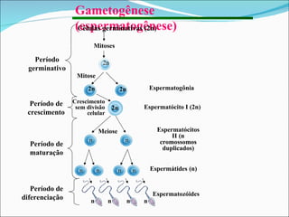 Gametogênese (espermatogênese) Células germinativas (2n) Período germinativo Período de crescimento Período de maturação Período de diferenciação Espermatozóides Mitoses 2n Mitose 2n 2n Meiose n n n n n n n n n n 2n Crescimento sem divisão celular Espermatogônia Espermatócito I (2n) Espermatócitos II (n cromossomos duplicados) Espermátides   (n) 