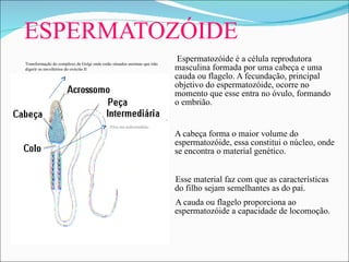 ESPERMATOZÓIDE   Espermatozóide é a célula reprodutora masculina formada por uma cabeça e uma cauda ou flagelo. A fecundação, principal objetivo do espermatozóide, ocorre no momento que esse entra no óvulo, formando o embrião. A cabeça forma o maior volume do espermatozóide, essa constitui o núcleo, onde se encontra o material genético.  Esse material faz com que as características do filho sejam semelhantes as do pai. A cauda ou flagelo proporciona ao espermatozóide a capacidade de locomoção.  Transformação do complexo de Golgi onde estão situados enzimas que irão digerir os envoltórios do ovócito II Rico em mitocôndrias 
