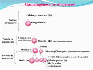 Gametogênese (ovulogênese) Células germinativas (2n) Meiose II ( só se completa se ocorre fecundação ) São formados eventualmente Período germinativo Período de crescimento Período de maturação Ovogônias (2n) 2n Crescimento  sem divisão celular Ovócito I (2n)  células que aumentam de tamanho Meiose I 2n Ovócito II  (n cromossomos duplicados) n Primeiro glóbulo polar ( n cromossomos duplicados) n n n glóbulos polares (n) n n Óvulo (n) 