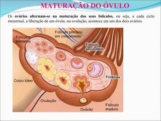 MATURAÇÃO DO ÓVULO Os  ovários alternam-se na maturação dos seus folículos , ou seja, a cada ciclo menstrual, a liberação de um óvulo, ou ovulação, acontece em um dos dois ovários 