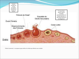 O corpo lúteo aparece após a ovulação, permanecendo nos ovários durante 14 dias (fase luteínica) até degenerar Folículo portador do ovócito secundário, precedente à ovulação do mesmo. Folículo (anatomia) - um pequeno grupo esférico de células que delimita uma cavidade. . 