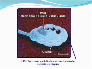 O FSH faz crescer um folículo que contém o óvulo e secreta  estrógeno. 