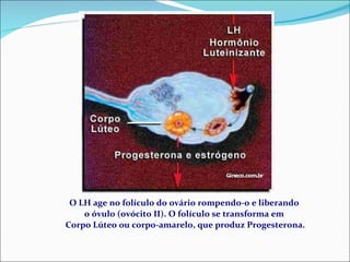 O LH age no folículo do ovário rompendo-o e liberando  o óvulo (ovócito II). O folículo se transforma em  Corpo Lúteo ou corpo-amarelo, que produz Progesterona. 