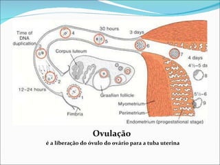 Ovulação  é a liberação do óvulo do ovário para a tuba uterina 