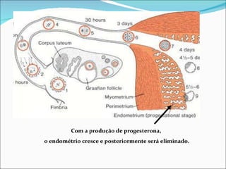 Com a produção de progesterona,  o endométrio cresce e posteriormente será eliminado. 