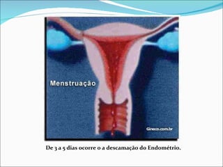 De 3 a 5 dias ocorre o a descamação do Endométrio. 