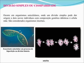 DIVISÃO SIMPLES OU CISSIPARIDADE Ocorre em organismos unicelulares, onde um divisão simples pode dar origem a dois novos indivíduos com composição genética idênticas à célula mãe. São considerados organismos imortais. ameba Eucarionte unicelular em processo de bipartição ou divisão binária 