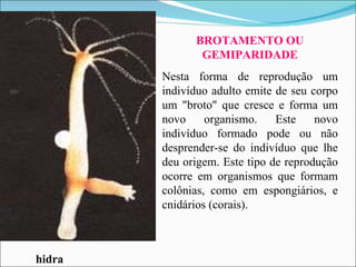 BROTAMENTO OU GEMIPARIDADE Nesta forma de reprodução um indivíduo adulto emite de seu corpo um "broto" que cresce e forma um novo organismo. Este novo indivíduo formado pode ou não desprender-se do indivíduo que lhe deu origem. Este tipo de reprodução ocorre em organismos que formam colônias, como em espongiários, e cnidários  (corais) . hidra 