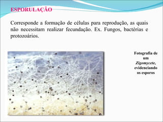ESPORULAÇÃO Corresponde a formação de células para reprodução, as quais não necessitam realizar fecundação. Ex. Fungos, bactérias e protozoários. Fotografia de um  Zigomycete,  evidenciando os esporos 