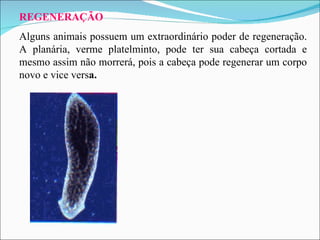 REGENERAÇÃO Alguns animais possuem um extraordinário poder de regeneração. A planária, verme platelminto, pode ter sua cabeça cortada e mesmo assim não morrerá, pois a cabeça pode regenerar um corpo novo e vice vers a. 