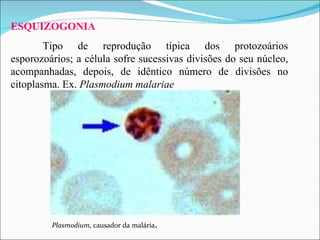 Plasmodium , causador da malária . ESQUIZOGONIA Tipo de reprodução típica dos protozoários esporozoários; a célula sofre sucessivas divisões do seu núcleo, acompanhadas, depois,  d e idêntico número de divisões no citoplasma. Ex.  Plasmodium malariae 