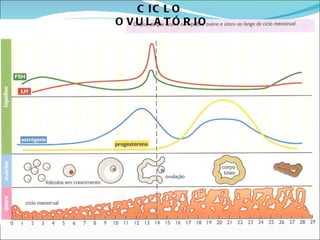 CICLO  OVULATÓRIO 