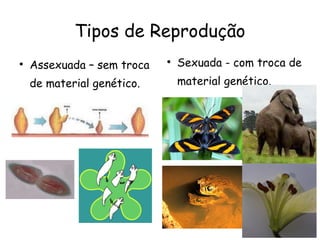 Tipos de Reprodução <ul><li>Assexuada – sem troca de material genético. </li></ul><ul><li>Sexuada - com troca de material ...