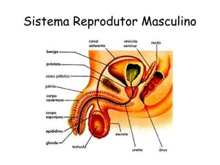 Sistema Reprodutor Masculino 