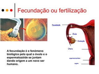 Fecundação ou fertilização

                                  Fecundação




                                                    Óvulo



                                                            Ovulação



                                               Útero
A fecundação é o fenómeno
biológico pelo qual o óvulo e o
espermatozóide se juntam                        espermatozóides

dando origem a um novo ser
                                                       vagina
humano.
 
