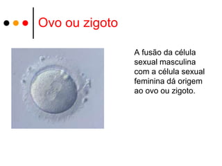 Ovo ou zigoto

                A fusão da célula
                sexual masculina
                com a célula sexual
                feminina dá origem
                ao ovo ou zigoto.
 