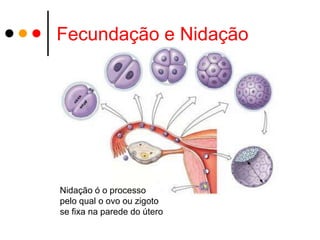 Fecundação e Nidação




Nidação ó o processo
pelo qual o ovo ou zigoto
se fixa na parede do útero
 