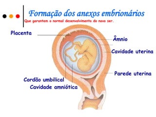 Formação dos anexos embrionários
     Que garantem o normal desenvolvimento do novo ser.


Placenta
                                                      Âmnio

                                                     Cavidade uterina



                                                          Parede uterina
    Cordão umbilical
      Cavidade amniótica
 