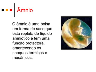 Âmnio

O âmnio é uma bolsa
em forma de saco que
está repleta de líquido
amniótico e tem uma
função protectora,
amortecendo os
choques térmicos e
mecânicos.
 