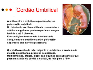 Cordão Umbilical
A união entre o embrião e a placenta faz-se
pelo cordão umbilical.
No interior do cordão umbilical existem veias e
artérias sanguíneas que transportam o sangue
fetal de e até à placenta.
Em condições normais não há mistura de
Sangue entre o embrião e a mãe, pois estão
Separados pela barreira placentária.


O embrião recebe da mãe oxigénio e nutrientes, e envia à mãe
dióxido de carbono e produtos de excreção.
Medicamentos, drogas, álcool são algumas das substâncias que
passam através do cordão umbilical, da mãe para o filho.
 