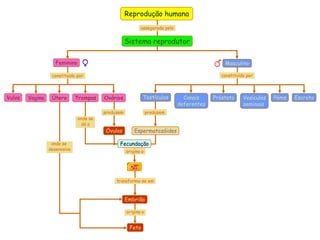 Reprodução humana
                                                            assegurada pelo


                                                    Sistema reprodutor

                    Feminino                                                                   Masculino

                  constituído por                                                             constituído por




Vulva   Vagina    Útero       Trompas    Ovários            Testículos          Canais     Próstata     Vesículas   Pénis   Escroto
                                                                              deferentes                seminais
                                         produzem               produzem
                               onde se
                                 dá a
                                         Óvulos         Espermatozóides

                  onde se                      Fecundação
                 desenvolve                         origina o


                                                     Ovo

                                              transforma-se em



                                                    Embrião

                                                    origina o


                                                     Feto
 