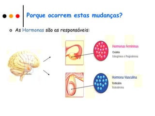 Porque ocorrem estas mudanças?

   As Hormonas são as responsáveis:
 