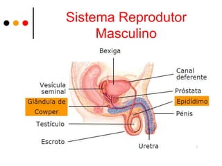 Sistema Reprodutor
     Masculino
 