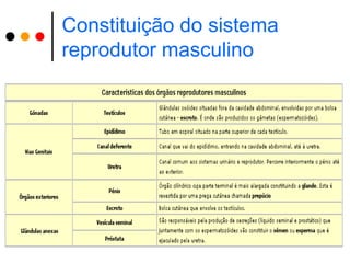 Constituição do sistema
reprodutor masculino
 
