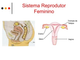 Sistema Reprodutor
     Feminino
 