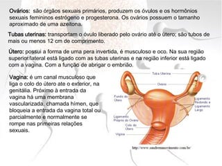 Ovários: são órgãos sexuais primários, produzem os óvulos e os hormônios
sexuais femininos estrógeno e progesterona. Os ovários possuem o tamanho
aproximado de uma azeitona.
Tubas uterinas: transportam o óvulo liberado pelo ovário até o útero; são tubos de
mais ou menos 12 cm de comprimento.
Útero: possui a forma de uma pera invertida, é musculoso e oco. Na sua região
superior/lateral está ligado com as tubas uterinas e na região inferior está ligado
com a vagina. Com a função de abrigar o embrião.
Vagina: é um canal musculoso que
liga o colo do útero ate o exterior, na
genitália. Próximo à entrada da
vagina há uma membrana
vascularizada, chamada hímen, que
bloqueia a entrada da vagina total ou
parcialmente e normalmente se
rompe nas primeiras relações
sexuais.
 