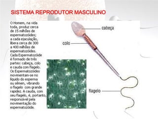 SISTEMA REPRODUTOR MASCULINO
 