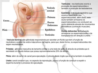 Testículos: nos testículos ocorre a
produção de espermatozoides e
também a produção de testosterona.
Epidídimo: é no ducto epidídimo que
ocorre a maturação dos
espermatozoides, além disso, este
ducto também armazena os
espermatozoides e os conduzem ao
ducto deferente através de movimentos
peristálticos (contração muscular).
Ductos deferentes: têm a função
armazenar os espermatozoides e de
transporta-los em direção à uretra.
Vesícula Seminal: são glândulas responsáveis por secretar um fluído que tem a função de
neutralizar a acidez da uretra masculina e da vagina, para que, desta forma, os espermatozoides não
sejam neutralizados.
Próstata: glândula masculina de tamanho similar a uma bola de golfe. É através da próstata que é
secretado um líquido leitoso que possui aproximadamente 25% de sêmen.
Pênis: além de servir de canal para ejaculação, é através deste órgão que a urina também é expelida.
Uretra: canal condutor que, no aspecto da reprodução, possui a função de conduzir e expelir o
esperma durante o processo de ejaculação.
 