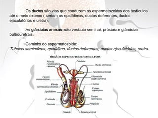 Os ductos são vias que conduzem os espermatozoides dos testículos
até o meio externo ( seriam os epidídimos, ductos deferentes, ductos
ejaculatórios e uretra).
As glândulas anexas são vesícula seminal, próstata e glândulas
bulbouretrais.
Caminho do espermatozoide:
Túbulos seminíferos, epidídimo, ductos deferentes, ductos ejaculatórios, uretra.
 