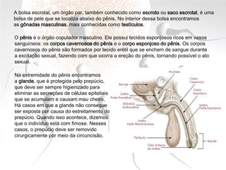 A bolsa escrotal, um órgão par, também conhecido como escroto ou saco escrotal, é uma
bolsa de pele que se localiza abaixo do pênis. No interior dessa bolsa encontramos
as gônadas masculinas, mais conhecidas como testículos.
O pênis é o órgão copulador masculino. Ele possui tecidos esponjosos ricos em vasos
sanguíneos: os corpos cavernosos do pênis e o corpo esponjoso do pênis. Os corpos
cavernosos do pênis são formados por tecido erétil que se enchem de sangue durante
a excitação sexual, fazendo com que ocorra a ereção do pênis, tornando possível o ato
sexual.
Na extremidade do pênis encontramos
a glande, que é protegida pelo prepúcio,
que deve ser sempre higienizado para
eliminar as secreções de células epiteliais
que se acumulam e causam mau cheiro.
Há casos em que a glande não consegue
ser exposta por causa do estreitamento do
prepúcio. Quando isso acontece, dizemos
que o indivíduo está com fimose. Nesses
casos, o prepúcio deve ser removido
cirurgicamente por meio da circuncisão.
 