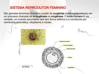 SISTEMA REPRODUTOR FEMININO
São gametas femininos formados a partir de ovogônias (células precursoras) em
um processo chamado de ovulogênese ou ovogênese. O óvulo humano é, na
verdade, um ovócito secundário, que tem forma esférica e é constituído por
membrana plasmática, citoplasma e núcleo.
 
