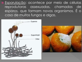 Esporulação: acontece por meio de células
reprodutoras assexuadas, chamadas de
esporos, que formam novos organismos. É o
caso de muitos fungos e algas.
 