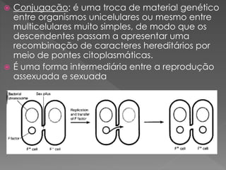  Conjugação: é uma troca de material genético
entre organismos unicelulares ou mesmo entre
multicelulares muito simples, de modo que os
descendentes passam a apresentar uma
recombinação de caracteres hereditários por
meio de pontes citoplasmáticas.
 É uma forma intermediária entre a reprodução
assexuada e sexuada
 