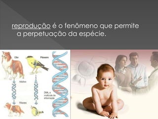 reprodução é o fenômeno que permite
a perpetuação da espécie.
 